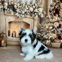 AKC Bella 4300   Tiny... - Black tan and white female Biewer Terrier puppy in Nicholls, Georgia from Southeast Biewers