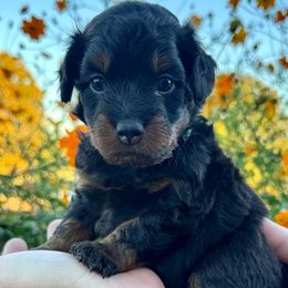 Apollo - Phantom male Bernedoodle puppy in Rock Hill, South Carolina from LolliPop Farms