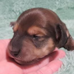 Shaded red boy - Red male Dachshund puppy in Springdale, Washington from TNT MINI DACHSHUNDS
