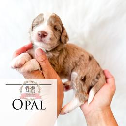 Opal - Red merle male Aussiedoodle puppy in Corydon, Indiana from Ridgeline Doodles
