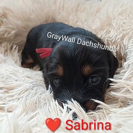 Sabrina-AKC Full - Black and tan female Dachshund puppy in Bates City, Missouri from Gray Wall Dachshunds