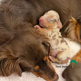 Boy 2 - Dapple male Dachshund puppy in Fort Lauderdale, Florida from Tropic Dachshunds
