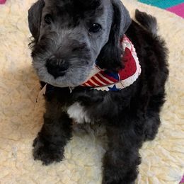 Bedlington Terrier Puppies from Dreamcatcher's Bedlingtons