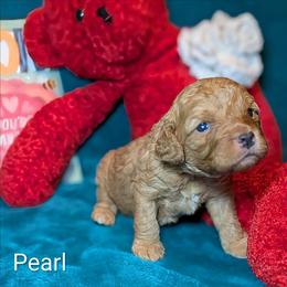Pearl - Buff and white female Cockapoo puppy in Sunset, Louisiana from Cano Cockapoos