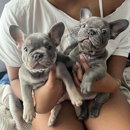 French Bulldog Puppies from Cosofme Frenchies