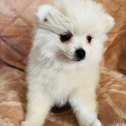 Prue - White female Pomeranian puppy in St. Louis, Missouri from Saint Louis Pomeranian babies
