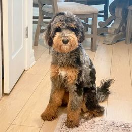 Willow - Aussiedoodle
