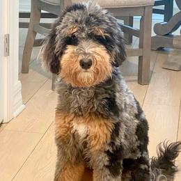 Willow - Aussiedoodle