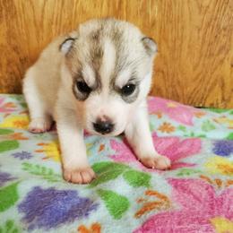 Nutmeg (purple) - Gray and white female Siberian Husky puppy in Elk River, Minnesota from Naturez Siberians