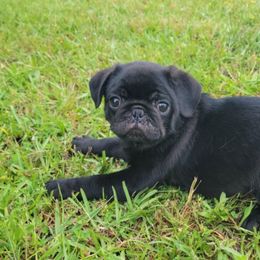 Daisy - Black female Pug puppy in Ludowici, Georgia from Royal Destiny Kennels