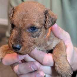 Girl 1 - Red Irish Terrier puppy in Vancouver, Washington from Geordan Irish Terriers