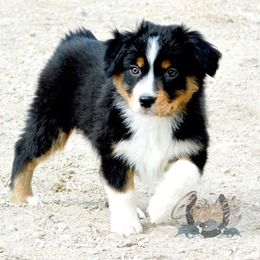 Australian Shepherd, Miniature American Shepherd, and Miniature Australian Shepherd Puppies from Copper Sky Aussies & Mini American Shepherds