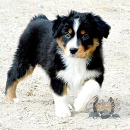 Australian Shepherd, Miniature American Shepherd, and Miniature Australian Shepherd Puppies from Copper Sky Aussies & Mini American Shepherds