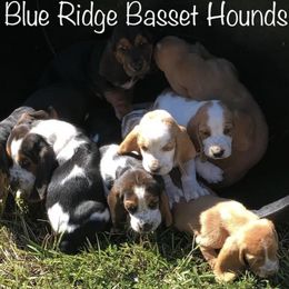 Basset Hounds from Blue Ridge Basset Hounds