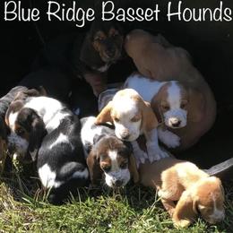Basset Hounds from Blue Ridge Basset Hounds