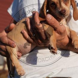 Coyote - Cream male Dachshund puppy in Fond Du Lac, Wisconsin from Clucking Homestead Springers & Dachshunds