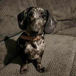 Ruger - Dachshund