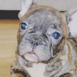 French Bulldogs from Prestigious Texas Frenchies