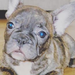 French Bulldogs from Prestigious Texas Frenchies