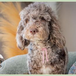Bianca - Merle female Cockapoo puppy in Connersville, Indiana from Deaz Doodle Ranch