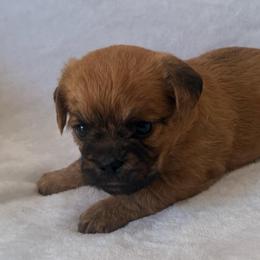 Jawa (zippy) - Red male Brussels Griffon puppy in Seneca, Missouri from Stephanie’s Puppy Colony