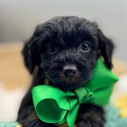 Houston - Black male Havapoo puppy in Loveland, Colorado from Littledoodles2love