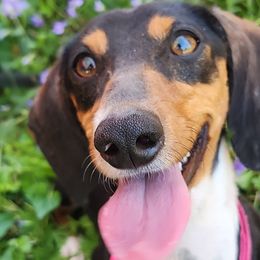 Chihuahuas and Dachshunds from Hope's pups