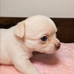 Mark 3750.00 - Cream male Chihuahua puppy in Callao, Virginia from Grace & Glory Chihuahuas