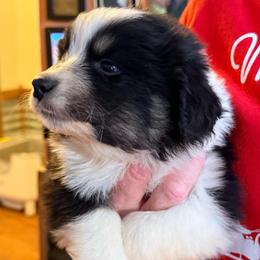 Lester - Black tri-color male Australian Shepherd puppy in Grove, Oklahoma from Dollface Aussies