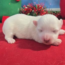 James - White male Maltese puppy in Aurora, Missouri from KnJ Precious Paws LLC
