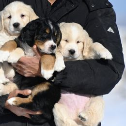 Bernese Mountain Dog, Golden Mountain Dog, and Golden Retriever Puppies from Grateful Bernese & Gage's Goldens