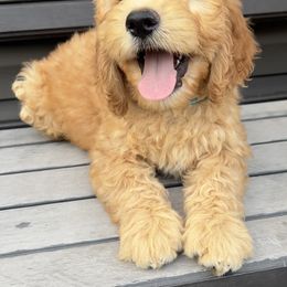 Cockapoo and Goldendoodle Puppies from Puppy Power Kennels