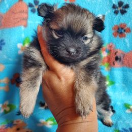 Ceecee's Girl - Black parti female Pomeranian puppy in Linwood, North Carolina from MJ's Pomeranians