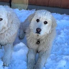 Colorado Mountain Dogs from Pawsable Dreams Vista