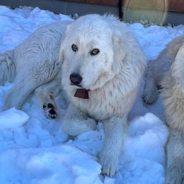 Colorado Mountain Dogs from Pawsable Dreams Vista