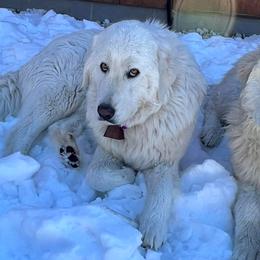 Colorado Mountain Dogs from Pawsable Dreams Vista