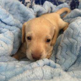 Tadhg - Cream female Dachshund puppy in Memphis, Tennessee from River City Doxies