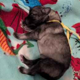 Yellow collar - Gray cream and black female Keeshond puppy in Tumwater, Washington from Merrythought Keeshonden