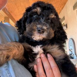 Bear - male Golden Mountain Doodle puppy in El Cajon, California from Golden Liberty Doodles