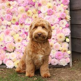 Bolt - Caramel male Australian Labradoodle puppy in Williamstown, New York from Lewis Manor Labradoodles