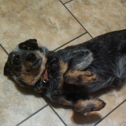 Australian Cattle Dogs, Great Danes, and Pembroke Welsh Corgis from Paul's Pups