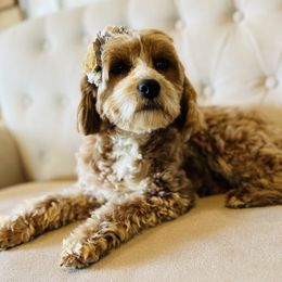 Minnie - Cavapoo