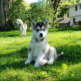 Alaskan Malamute Puppies from Delphi Alaskan Malamutes