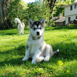 Alaskan Malamute Puppies from Delphi Alaskan Malamutes