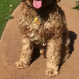 Australian Labradoodles from Rocky Mountain Labradoodles