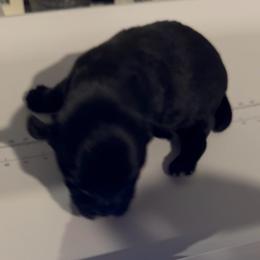 Jasper - Black and tan male Yorkshire Terrier puppy in Knoxville, Tennessee from Rainbow Bliss Yorkies
