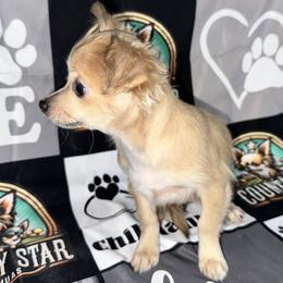 Piper 8845 - Fawn and white female Chihuahua puppy in Palmyra, Indiana from Country Star Chihuahuas