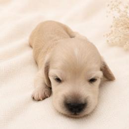 Simon - Cream male Dachshund puppy in Sebring, Florida from Mini Weenies