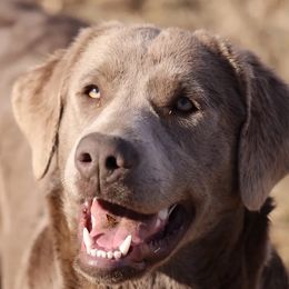 Ruby - Labrador Retriever