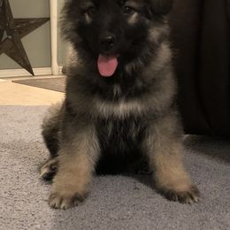 German Shepherd Puppies from Silver Elite Shepherds